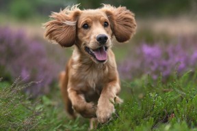 KAIYUNAPP-CBA联盟推动裁判透明度 增强比赛公信力，cba裁判组织