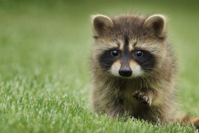 开云kaiyun-校园足球活动周期性强缺持续性，校园足球相关活动的开展情况