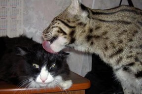 kaiyun网站-女子篮球加大青训比重储备未来国家队力量，女子篮球队训练方法