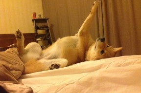 kaiyun官方入口登录-基：全黑队的“稳定器”，无论局势如何变化，他都能保持冷静