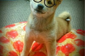 开云官方网站-体育赛事对城市居民幸福感影响因素研究，体育赛事对城市旅游业的影响论文