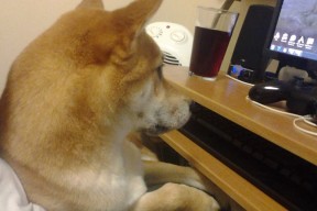 开云·体育官网APP下载-森林狼年轻阵容被外媒评为未来可期，森林狼新帅