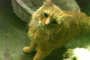 开云·体育官网-巴雷特：凭借高效的进攻组织，带领全黑队打出流畅配合，巴雷特m