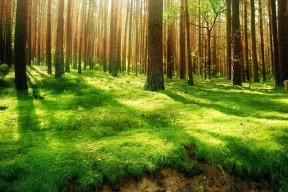 开云网页版-扎伊尔男篮在非洲预赛中奋勇争先，开启新篇章，扎伊尔能进nba吗