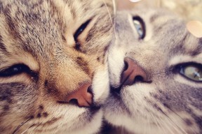 开云体育APP下载-“彼得森助力南非羚羊队稳守阵地，攻守兼备”