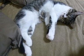 开云官网-马刺球员间展开战术知识答题比赛提升认知，马刺的口令是什么