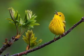 开云官方网站-中超联赛技术装备应用现状，中超联赛采用什么赛制