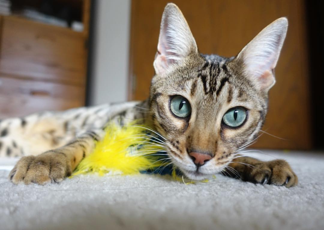 篮球专项动作捕捉技术在训练中的应用,篮球的抓法