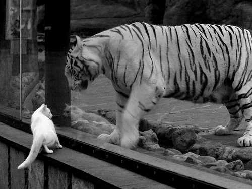 英超外援青训融合模式对年轻球员成长的助力，英超青训最好的球队