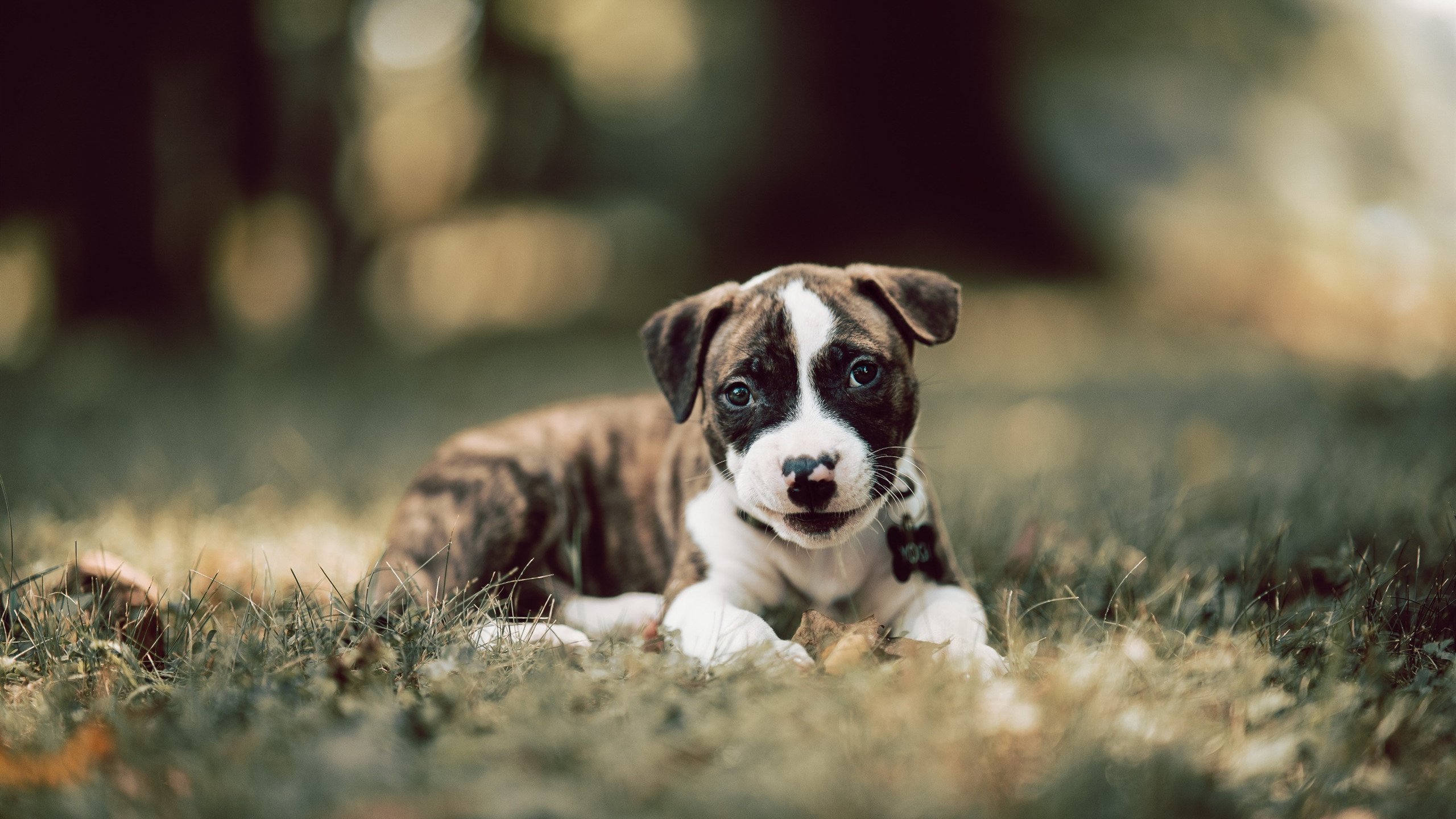 财务透明:五大联赛俱乐部财报公开分析,五大联赛上市俱乐部