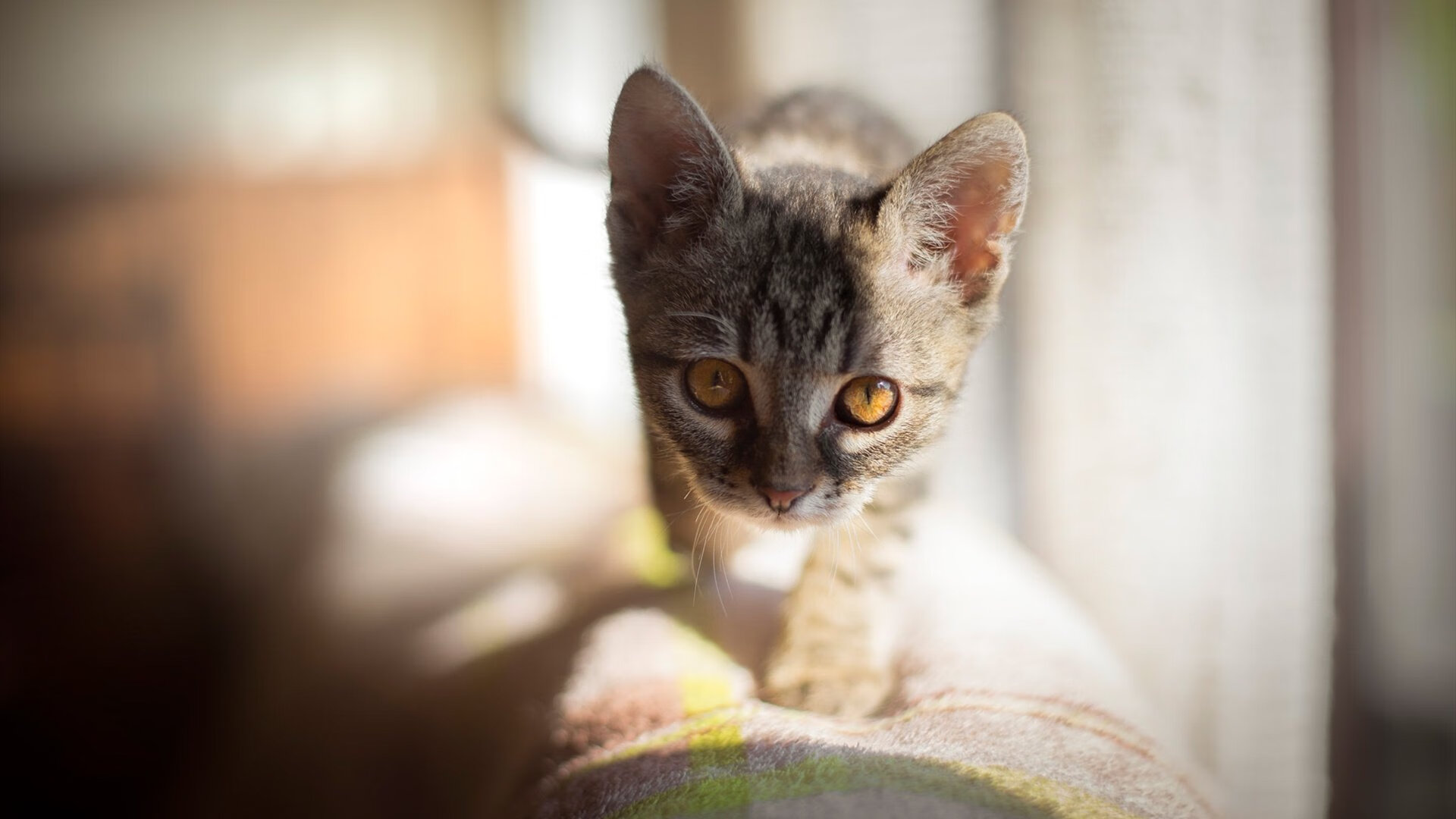 高校体育教师信息技术培训模式创新与实践,体育信息化教学研修计划