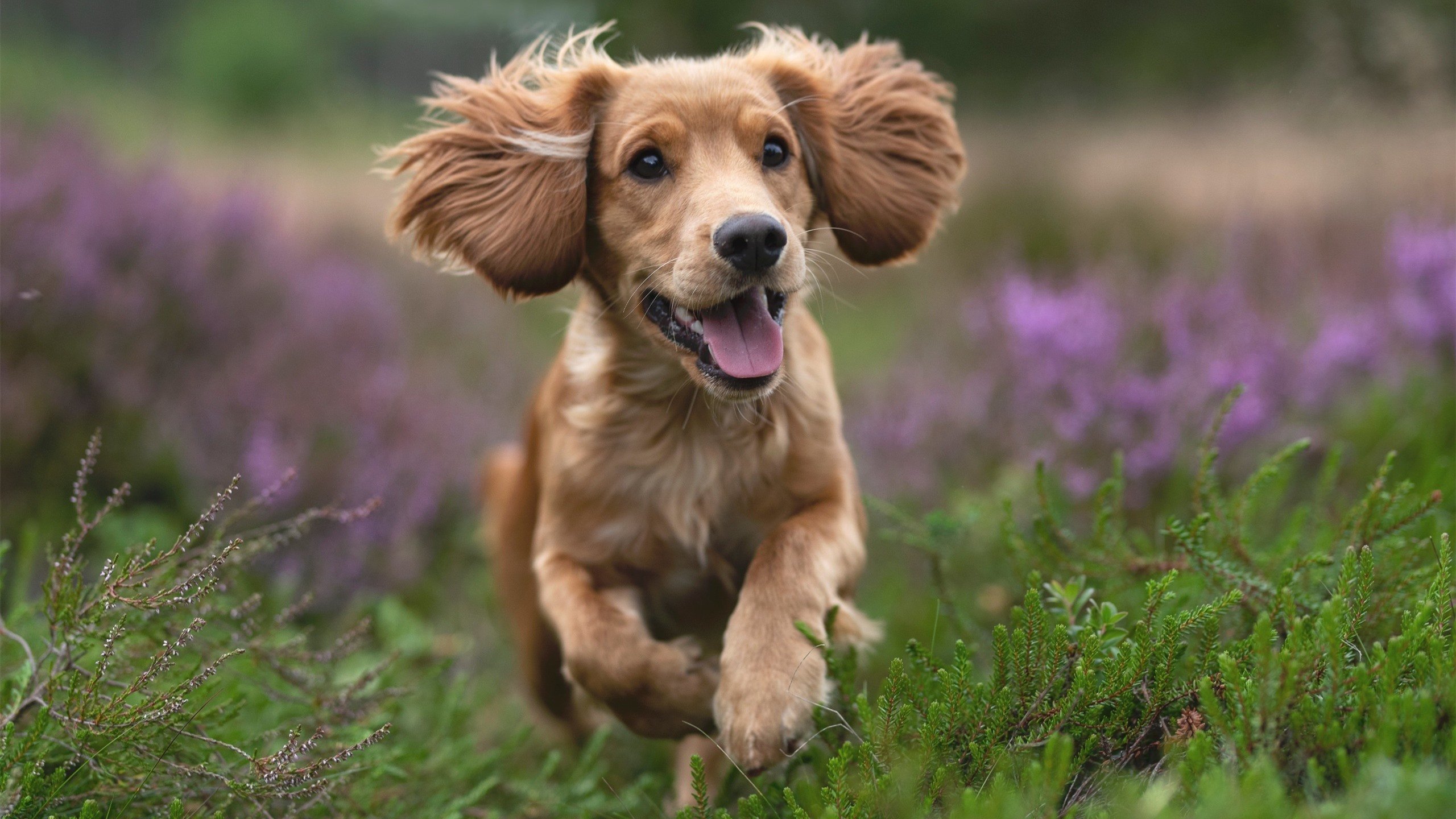 CBA联盟推动裁判透明度 增强比赛公信力，cba裁判组织