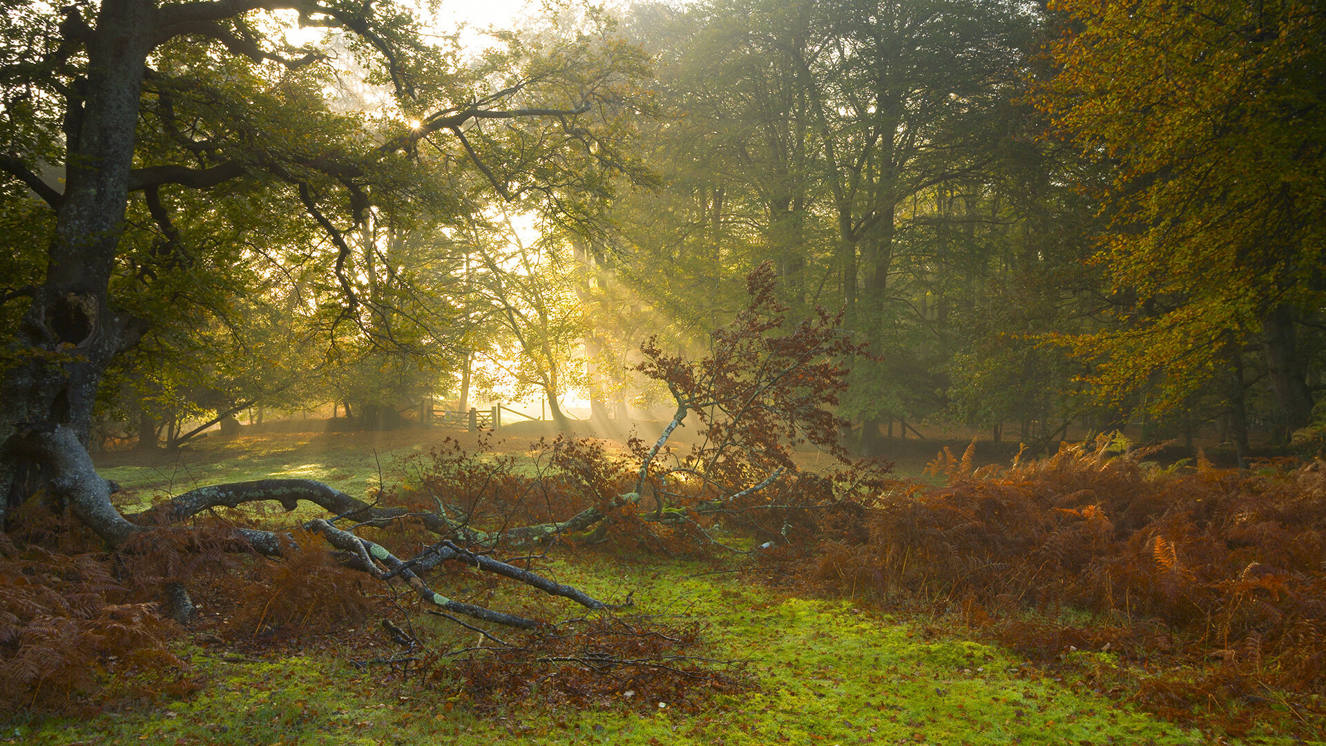 女子200蝶两强之争,谁掌控节奏?,女子200米蝶泳百度百科