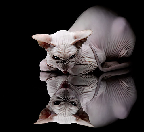 “阿根廷美洲狮队在冠军锦标赛中的不败神话”