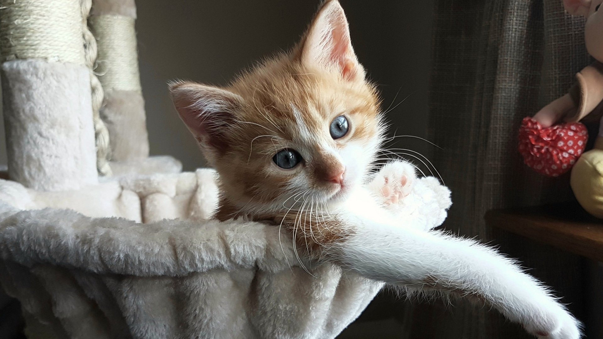 世界杯四强对决：战术谋略的终极较量，理解世界杯四强