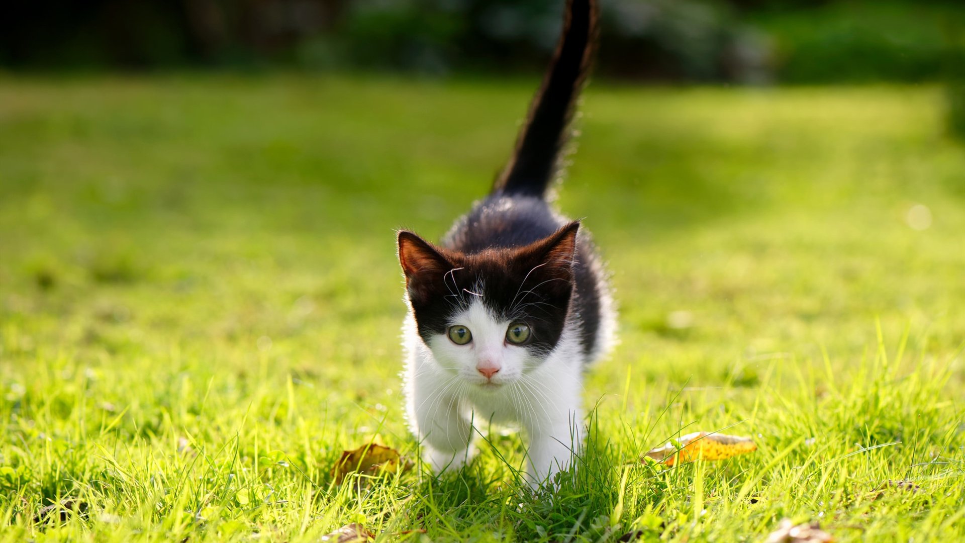 中国男篮前锋多点开花新战术体系有效提升进攻多样性,中国男篮前锋历史排名