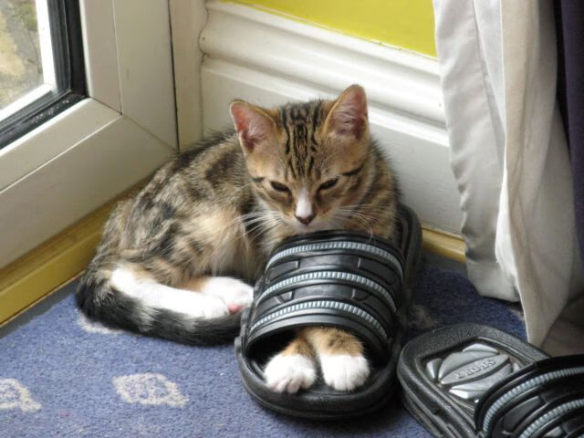 利物浦在欧冠比赛中迎来关键战役,目标荣耀