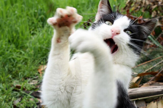 国家体育总局发布全国赛事内容版权归属建议书,体育赛事 版权