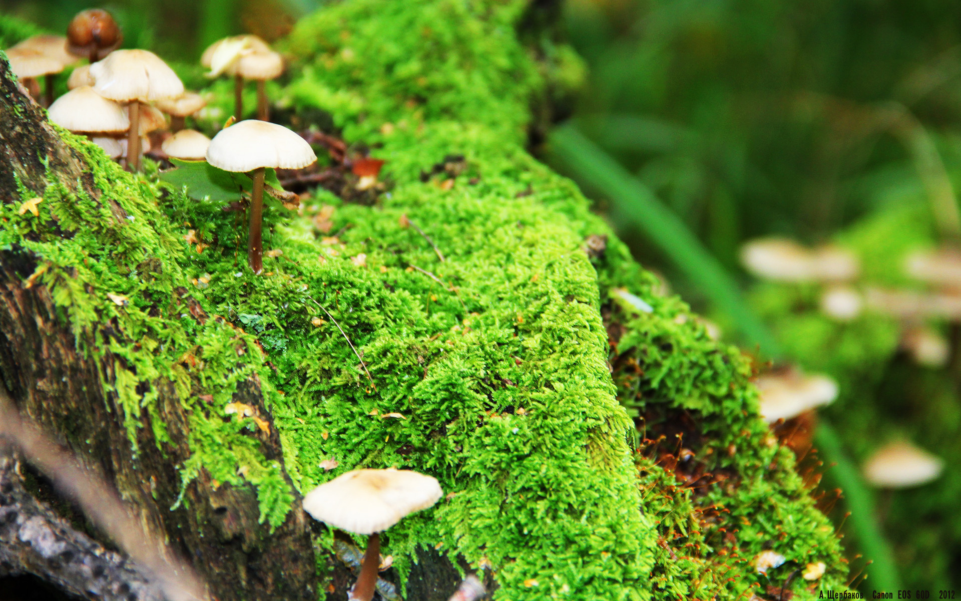 奥尔韦拉3米跳板决赛展现精湛技术,2020奥运3米跳板