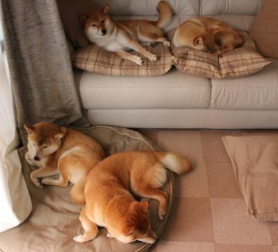 扎伊尔男篮在非洲预赛中奋勇争先，开启新篇章，扎伊尔能进nba吗