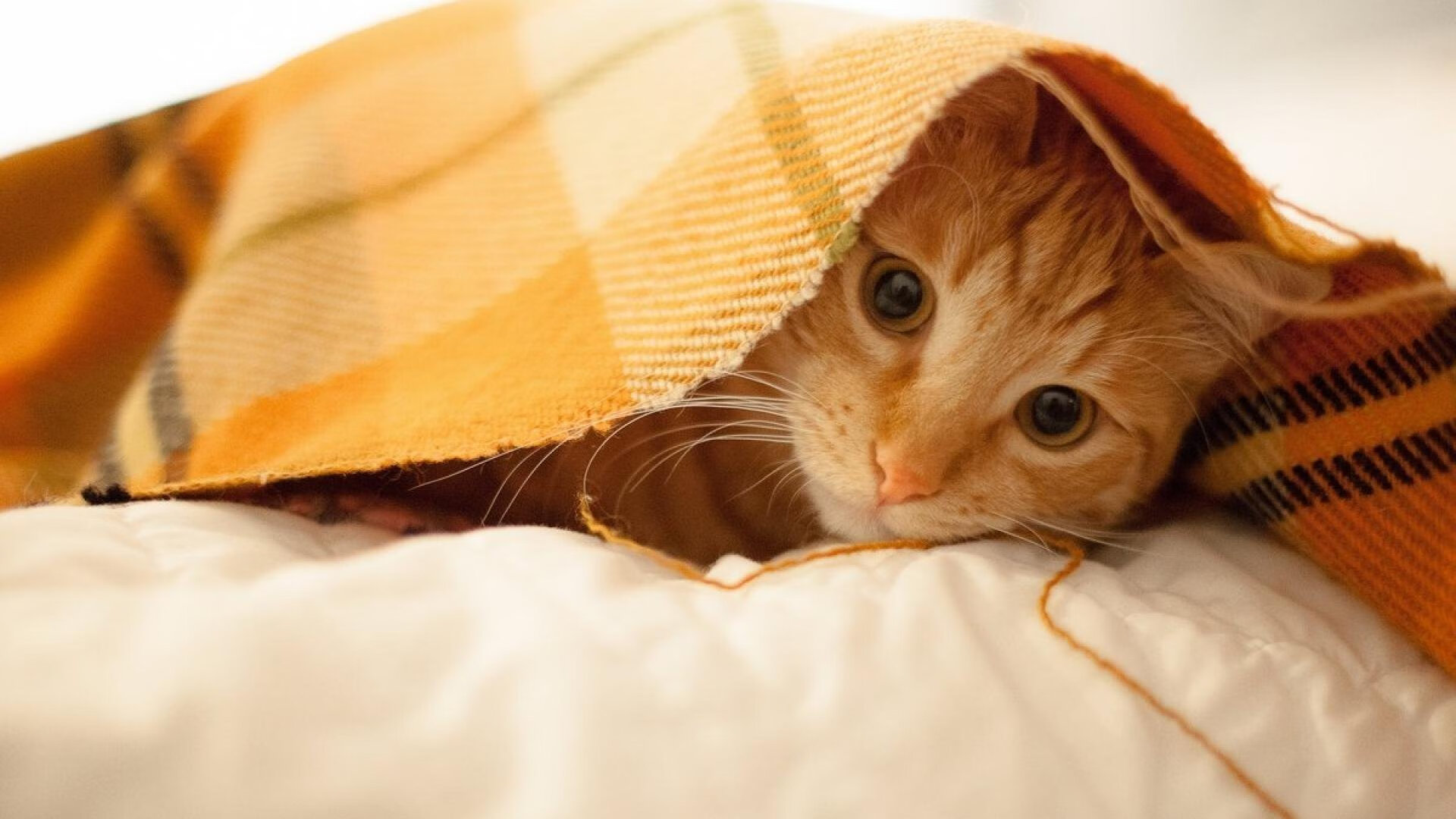 篮网末节外线爆发逆转强敌,篮网出战