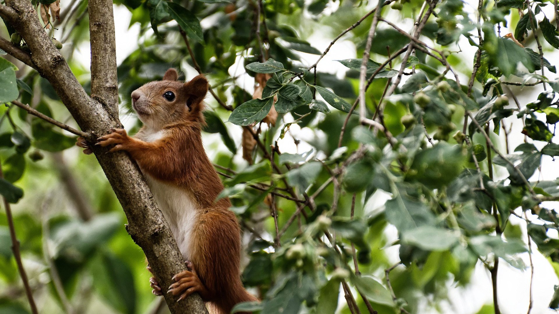 西甲精彩过人：速度与技巧的完美结合，西甲精彩进球
