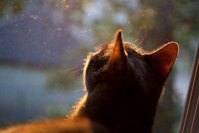 跳水动作控制精准,姿态优雅,跳水动作控制精准,姿态优雅怎么形容