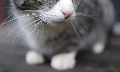 鹈鹕青训体系被评为联盟样板项目,鹈鹕原来是哪个队