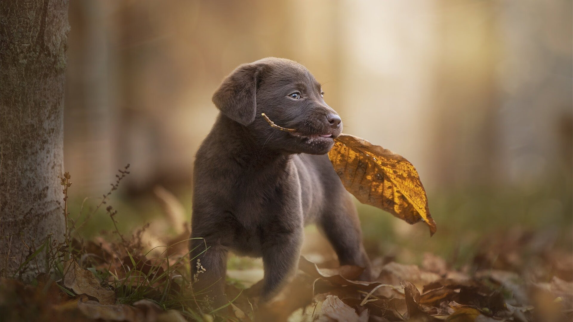 黎巴嫩女篮在西亚锦标赛中夺冠,为国家争光,黎巴嫩男篮击败法国