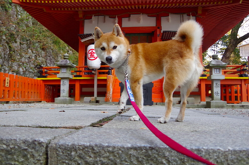 中国篮球俱乐部数字转型的核心路径研究,中国篮球俱乐部盈利排名