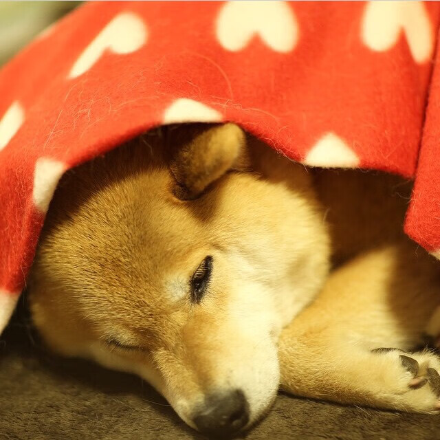 体育新闻中心深度挖掘运动社群新闻价值，体育运动 新闻